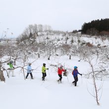 -From Owani Onsen Station-　Winter apple garden tour with hot spring!